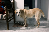 naxos-20